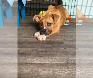 Bogle Dogs for adoption in Oak Bluffs, MA, USA