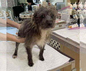 Mutt Dogs for adoption in Benton, LA, USA