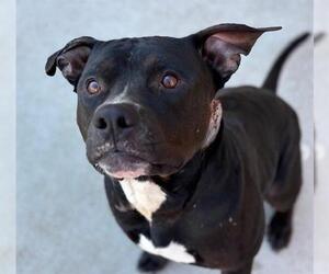 Mutt Dogs for adoption in Tulsa, OK, USA