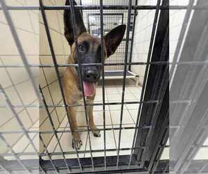 German Shepherd Dog-Unknown Mix Dogs for adoption in Imlay City, MI, USA