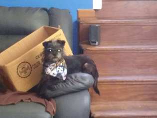 Shih Tzu Dogs for adoption in Alexandria, KY, USA