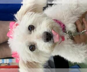 Maltipoo Dogs for adoption in Tampa, FL, USA