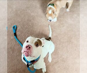 American Bulldog Dogs for adoption in Uwchlan, PA, USA