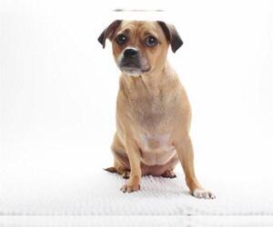 Puggle Dogs for adoption in Burbank, CA, USA