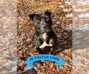 American Staffordshire Terrier-Unknown Mix Dogs for adoption in Tallahassee, FL, USA