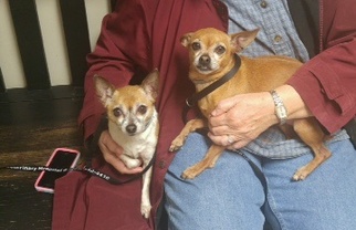 Chihuahua Dogs for adoption in Chatham, VA, USA