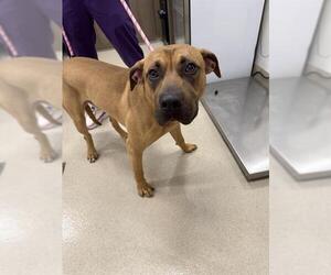 Labrador Retriever Dogs for adoption in Baytown, TX, USA