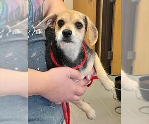 Border Terrier-Unknown Mix Dogs for adoption in Frisco, CO, USA