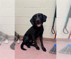 Labrador Retriever Dogs for adoption in Ogden, UT, USA
