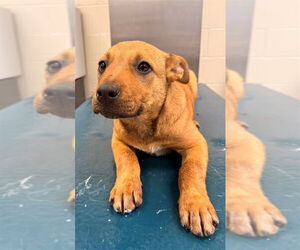 Labrador Retriever-Unknown Mix Dogs for adoption in Mobile, AL, USA