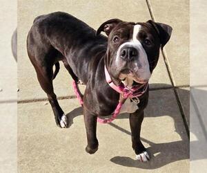 American Pit Bull Terrier-Unknown Mix Dogs for adoption in Sacramento, CA, USA