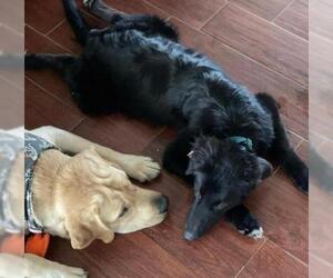 Sheprador Dogs for adoption in Groveland, FL, USA