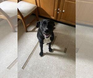 American Pit Bull Terrier-Labrador Retriever Mix Dogs for adoption in Brewster, NY, USA