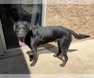 Labrador Retriever-Unknown Mix Dogs for adoption in Aurora, IL, USA