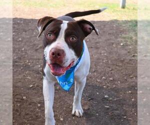 American Staffordshire Terrier-Unknown Mix Dogs for adoption in San Antonio, TX, USA