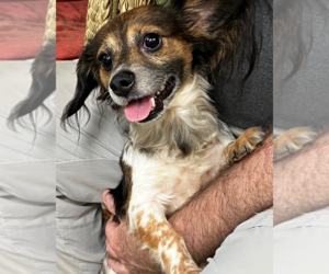 Papshund Dogs for adoption in Decatur, GA, USA