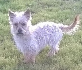 Cairn Terrier Dogs for adoption in Campbell, CA, USA