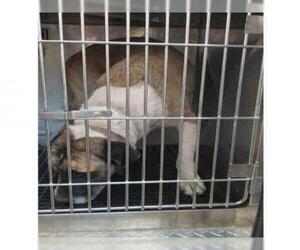 Labrottie Dogs for adoption in Gainesville, FL, USA