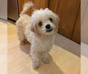 Mutt Dogs for adoption in Vail, AZ, USA