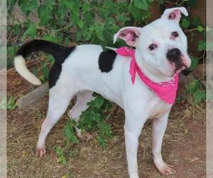 American Bulldog-Unknown Mix Dogs for adoption in Oklahoma City, OK, USA