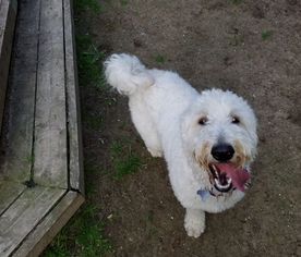 Golden Retriever Dogs for adoption in Livonia, MI, USA