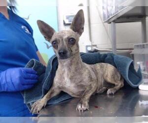 Chiweenie Dogs for adoption in Waco, TX, USA