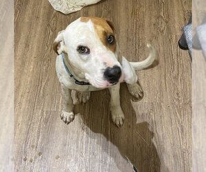 American Foxhound-Unknown Mix Dogs for adoption in Cleveland, TN, USA