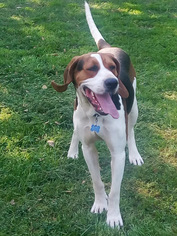 Treeing Walker Coonhound Dogs for adoption in Rayville, LA, USA