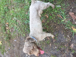 Poodle (Miniature) Dogs for adoption in West Palm Beach, FL, USA