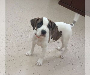 Boxer-Unknown Mix Dogs for adoption in York, SC, USA