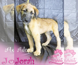 Shepadoodle Dogs for adoption in Griffin, GA, USA