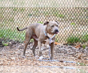 Mutt Dogs for adoption in Santa Cruz, CA, USA