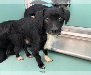 Mutt Dogs for adoption in Moreno Valley, CA, USA