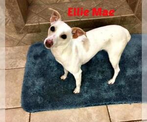 Rat Terrier Dogs for adoption in Cushing, OK, USA