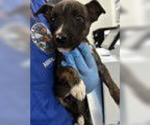 American Pit Bull Terrier Dogs for adoption in San Bernardino, CA, USA
