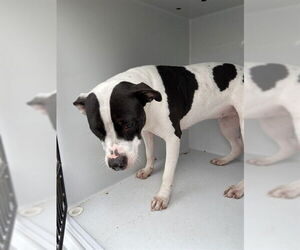 American Pit Bull Terrier-Unknown Mix Dogs for adoption in Augusta, GA, USA