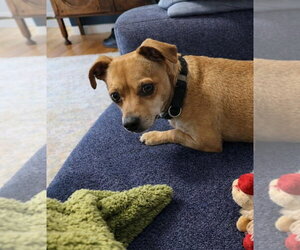 Chihuahua-Unknown Mix Dogs for adoption in San Francisco, CA, USA