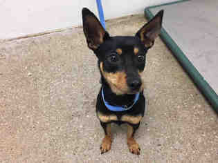 Miniature Pinscher Dogs for adoption in Lawrence, KS, USA