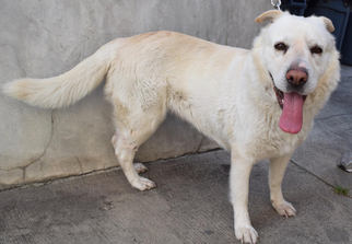 Labrador Retriever Dogs for adoption in West Hollywood, CA, USA