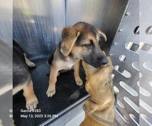 German Shepherd Dog-Unknown Mix Dogs for adoption in San Antonio, TX, USA