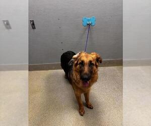 German Shepherd Dog-Unknown Mix Dogs for adoption in Las Vegas, NV, USA