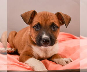 Black Mouth Cur-Labrador Retriever Mix Dogs for adoption in Sheridan, CO, USA