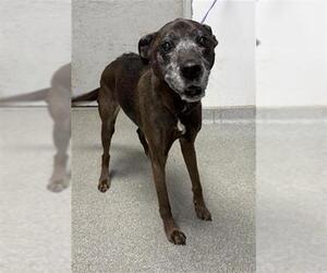 Plott Hound-Unknown Mix Dogs for adoption in Palmetto, FL, USA