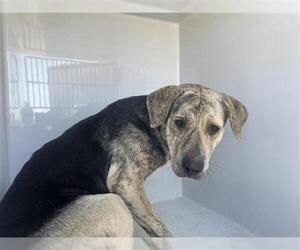 Shepradors Dogs for adoption in Houston, TX, USA