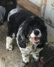 Cocker Spaniel Dogs for adoption in Mooresville, NC, USA