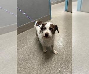 Mutt Dogs for adoption in Las Vegas, NV, USA