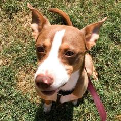 Australian Kelpie Dogs for adoption in Austin, TX, USA