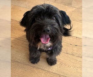 Havanese-Poodle (Standard) Mix Dogs for adoption in Fremont, CA, USA