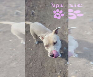 American Pit Bull Terrier Dogs for adoption in Monte Vista, CO, USA