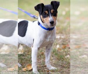 Jack Russell Terrier Dogs for adoption in Anchorage, AK, USA
